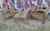 JUEGO DE SILLAS / SILLONES / CAMASTRO CON MESA RATONA