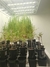 Imagen de RACK LED PARA CULTIVOS - Estantes con fotoperíodos regulables para cultivos vegetales