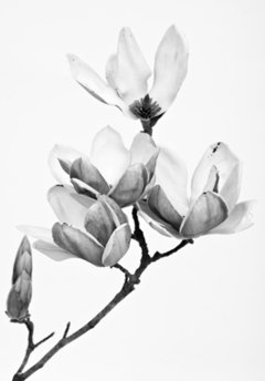 flores 1