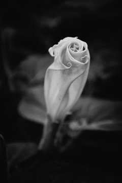 Flor 3