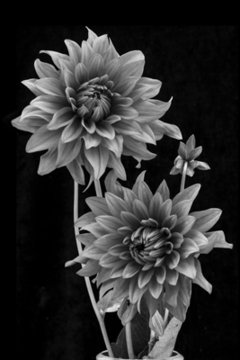 flores 12