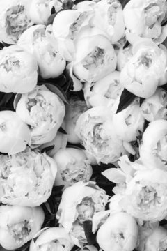 Peonias white