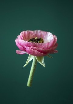Marimonia 1