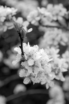 flores 11