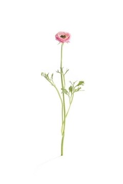 amapola rosa