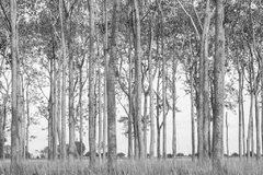 Bosque 4