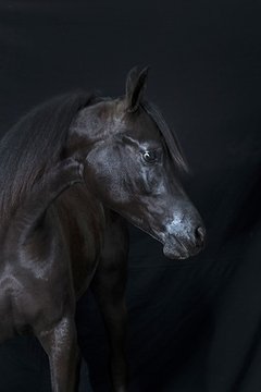 caballo 4