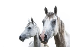 Caballos blancos