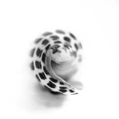Caracol 4