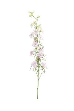 Delphinum 2