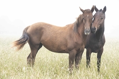 La Zaina y la Alazana