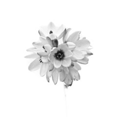 Flor 14
