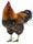gallo 1