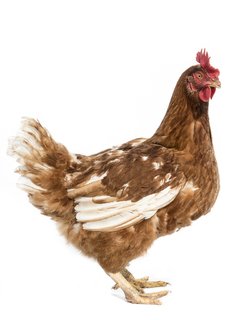 gallina 1