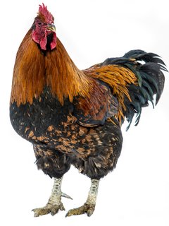 gallo 1