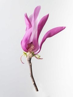 Magnolia invierno
