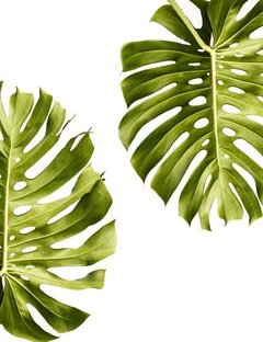 Monstera 2