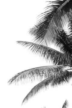 Palmeras 1