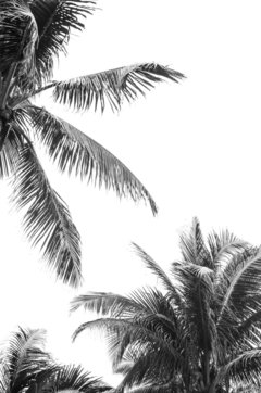 Palmeras 2