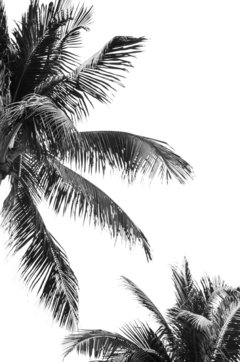 Palmeras 4