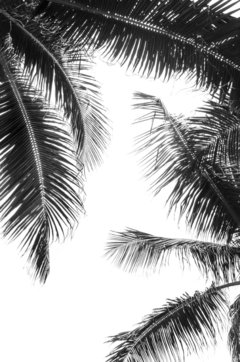 PALMERAS 5