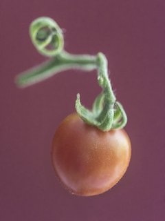 tomate