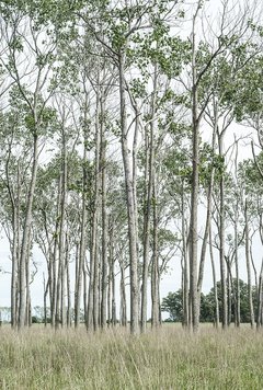 Bosque Panorama Color 3