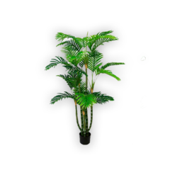 Palmera Tropical 1.50 mts.