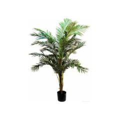 Palmera 1.82 mt.