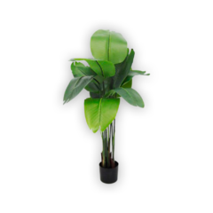 Strelitzia (flor del pájaro) 1.50 mts.
