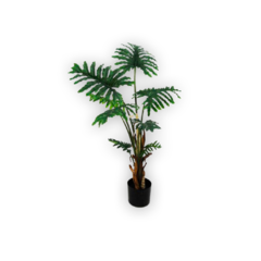 Planta Filoderno 1.07 mts.