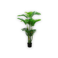 Palmera Biggy 1.20 mts.