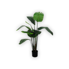 Strelitzia 1.20 mts.