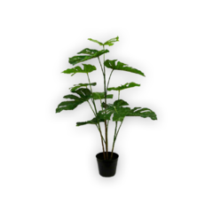 Planta Filodendro Real 1.07 mts.