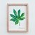 Cuadro Fatsia Japonica