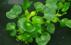 PLANTAS NATURALES CAMALOTE