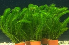 PLANTAS NATURALES ELODEA