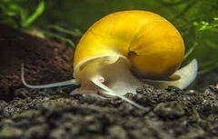 CARACOL MANZANA CHICO