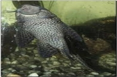 LIMPIA VIDRIOS ANCITRUS-VIEJA-LORICARIA