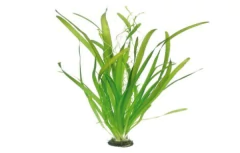 PLANTAS NATURALES VALLISNERIA