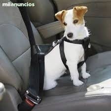 CINTURON DE SEGURIDAD