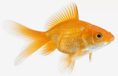 GOLDFISH ORO Nº1
