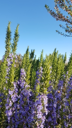 Aceite Esencial de Romero (Rosmarinus officinalis)