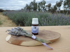 Aceite Esencial de Lavanda (Lavandula intermedia "Grosso") - tienda online
