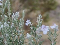 Jabón vegetal de Romero - Chacra el refugio