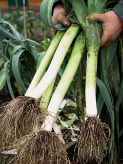 Ajo Puerro Agroecológico