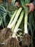 Ajo Puerro Agroecológico