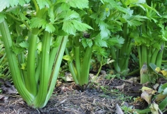 Apio Agroecológico x Atado