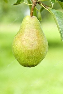 Imagen de Peras Orgánicas x Kg (Variedad: PackHam Triumph)