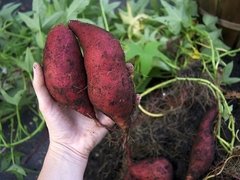 Batata Morada Orgánica x Kg